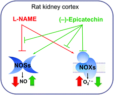 Graphical abstract: (−)-Epicatechin administration protects kidneys against modifications induced by short-term l-NAME treatment in rats
