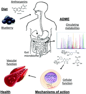 Graphical abstract: Blueberries and cardiovascular disease prevention