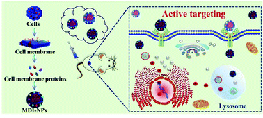 Graphical abstract: Retracted Article: Cell membrane based biomimetic nanocomposites for targeted therapy of drug resistant EGFR-mutated lung cancer