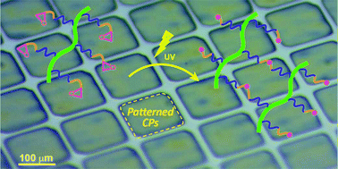 Graphical abstract: Photo-patternable, stretchable and electrically conductive graft copolymers of poly(3-hexylthiophene)