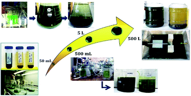Graphical abstract: A low-cost and scalable process for harvesting microalgae using commercial-grade flocculant