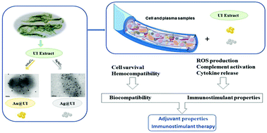 Graphical abstract: Immunostimulant and biocompatible gold and silver nanoparticles synthesized using the Ulva intestinalis L. aqueous extract