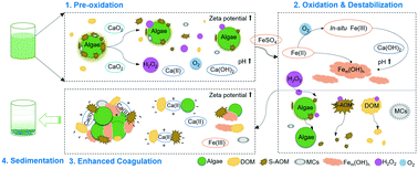 Graphical abstract: Mechanisms and performance of calcium peroxide-enhanced Fe(ii) coagulation for treatment of Microcystis aeruginosa-laden water
