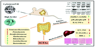 Graphical abstract: The ameliorative effect of Lactobacillus plantarum Y44 oral administration on inflammation and lipid metabolism in obese mice fed with a high fat diet