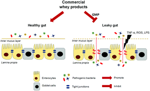 Graphical abstract: Commercial whey products promote intestinal barrier function with glycomacropeptide enhanced activity in downregulating bacterial endotoxin lipopolysaccharides (LPS)-induced inflammation in vitro