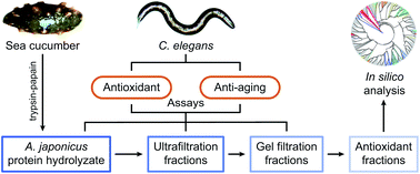 Graphical abstract: Antioxidant and anti-aging effects of a sea cucumber protein hydrolyzate and bioinformatic characterization of its composing peptides