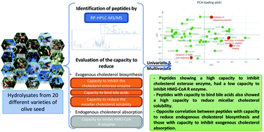 Graphical abstract: Evaluation of the relationship between the peptide profiles and the lipid-lowering properties of olive seed hydrolysates as a tool for tuning hypocholesterolemic functionality