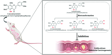Graphical abstract: The chemopreventive effect of 5-demethylnobiletin, a unique citrus flavonoid, on colitis-driven colorectal carcinogenesis in mice is associated with its colonic metabolites