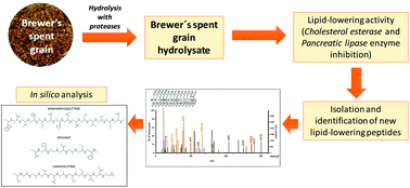 Graphical abstract: Isolation and identification of cholesterol esterase and pancreatic lipase inhibitory peptides from brewer's spent grain by consecutive chromatography and mass spectrometry