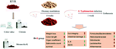 Graphical abstract: Protective effect and mechanism of Monascus-fermented red yeast rice against colitis caused by Salmonella enterica serotype Typhimurium ATCC 14028