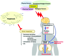 Graphical abstract: Anti-stress effects of polyphenols: animal models and human trials