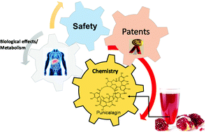 Graphical abstract: Pomegranate juice as a functional food: a comprehensive review of its polyphenols, therapeutic merits, and recent patents