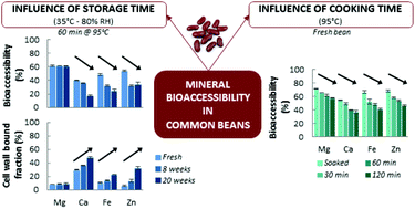 Graphical abstract: The impact of postharvest storage and cooking time on mineral bioaccessibility in common beans