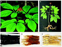 Graphical abstract: Recent progress in polysaccharides from Panax ginseng C. A. Meyer
