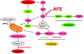 Graphical abstract: Flavonoid-rich extracts from okra flowers exert antitumor activity in colorectal cancer through induction of mitochondrial dysfunction-associated apoptosis, senescence and autophagy
