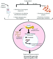 Graphical abstract: Eugenol emerges as an elixir by targeting β-catenin, the central cancer stem cell regulator in lung carcinogenesis: an in vivo and in vitro rationale