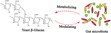 Graphical abstract: Yeast β-glucan, a potential prebiotic, showed a similar probiotic activity to inulin