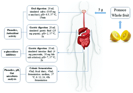 Graphical abstract: Digestibility, bioactivity and prebiotic potential of phenolics released from whole gold kiwifruit and pomace by in vitro gastrointestinal digestion and colonic fermentation