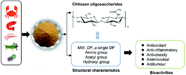 Graphical abstract: Advances in the preparation and assessment of the biological activities of chitosan oligosaccharides with different structural characteristics