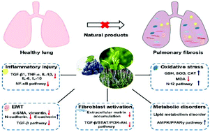 Graphical abstract: The role of natural products in the prevention and treatment of pulmonary fibrosis: a review