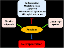 Graphical abstract: Fucoidan: a promising agent for brain injury and neurodegenerative disease intervention