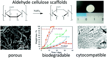 Graphical abstract: Controlling the degradation of cellulose scaffolds with Malaprade oxidation for tissue engineering