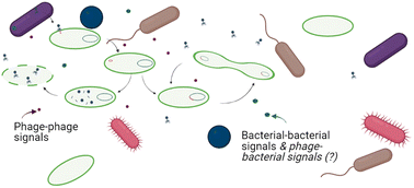 Graphical abstract: Emerging investigator series: the role of phage lifestyle in wastewater microbial community structures and functions: insights into diverse microbial environments