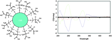 Graphical abstract: Chiral highly luminescent CdS quantum dots