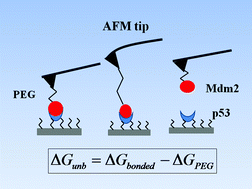 Graphical abstract: Free energy evaluation of the p53-Mdm2 complex from unbinding work measured by dynamic force spectroscopy