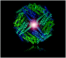 Graphical abstract: Expanding coordination chemistry from protein to protein assembly