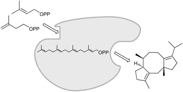 Graphical abstract: Exploration of biosynthetic access to the shared precursor of the fusicoccane diterpenoid family