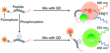 Graphical abstract: A protein kinase assay based on FRET between quantum dots and fluorescently-labeled peptides