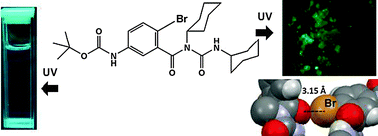 Graphical abstract: Halogen bond induced phosphorescence of capped γ-amino acid in the solid state
