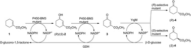 Graphical abstract: Designer cells for stereocomplementary de novo enzymatic cascade reactions based on laboratory evolution