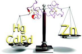 Graphical abstract: Chemical interactions of mercury species and some transition and noble metals towards metallothionein (Zn7MT-2) evaluated using SEC/ICP-MS, RP-HPLC/ESI-MS and MALDI-TOF-MS