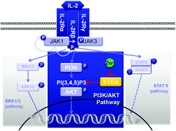 Graphical abstract: PTEN-inhibition by zinc ions augments interleukin-2-mediated Akt phosphorylation