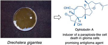 Graphical abstract: Fungal metabolites with anticancer activity