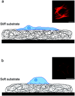 Graphical abstract: The role of material structure and mechanical properties in cell–matrix interactions