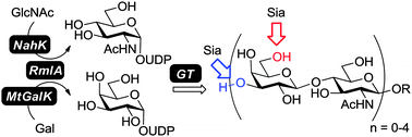 Graphical abstract: Sequential one-pot enzymatic synthesis of oligo-N-acetyllactosamine and its multi-sialylated extensions