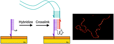 Graphical abstract: Covalent, sequence-specific attachment of long DNA molecules to a surface using DNA-templated click chemistry