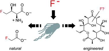 Graphical abstract: Natural and engineered biosynthesis of fluorinated natural products