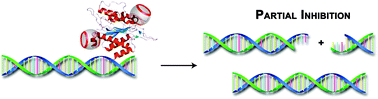 Graphical abstract: Cucurbiturils as supramolecular inhibitors of DNA restriction by type II endonucleases