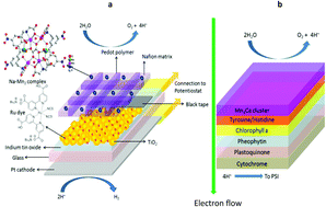 Graphical abstract: A biomimetic photoelectrochemical device from a molecular heterometallic sodium–manganese water splitting catalyst