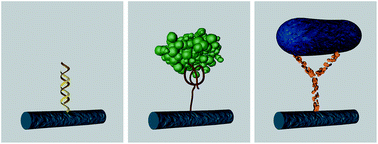 Graphical abstract: Intrinsically conducting polymer nanowires for biosensing