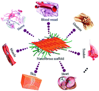 Graphical abstract: Engineering of biomimetic nanofibrous matrices for drug delivery and tissue engineering