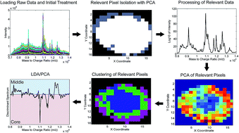 Graphical abstract: Chemometric analysis of MALDI mass spectrometric images of three-dimensional cell culture systems