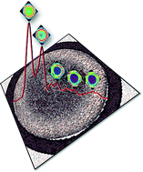 Graphical abstract: Investigating optimum sample preparation for infrared spectroscopic serum diagnostics