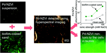 Graphical abstract: Interaction between palladium-doped zerovalent iron nanoparticles and biofilm in granular porous media: characterization, transport and viability