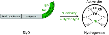 Graphical abstract: SlyD-dependent nickel delivery limits maturation of [NiFe]-hydrogenases in late-stationary phase Escherichia coli cells