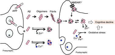 Graphical abstract: Is interaction of amyloid β-peptides with metals involved in cognitive activity?